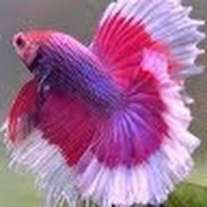 Meet your Posher, Charlene